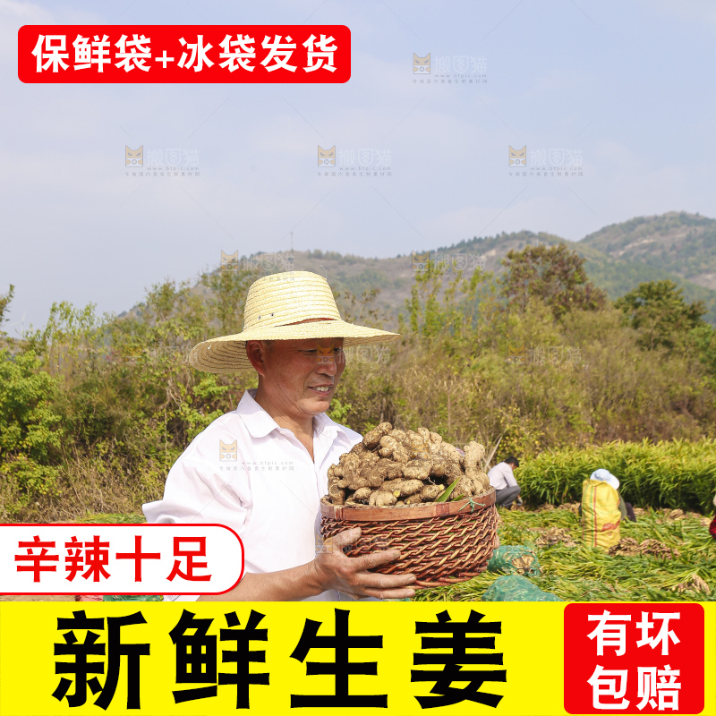 手里拿着新鲜生姜