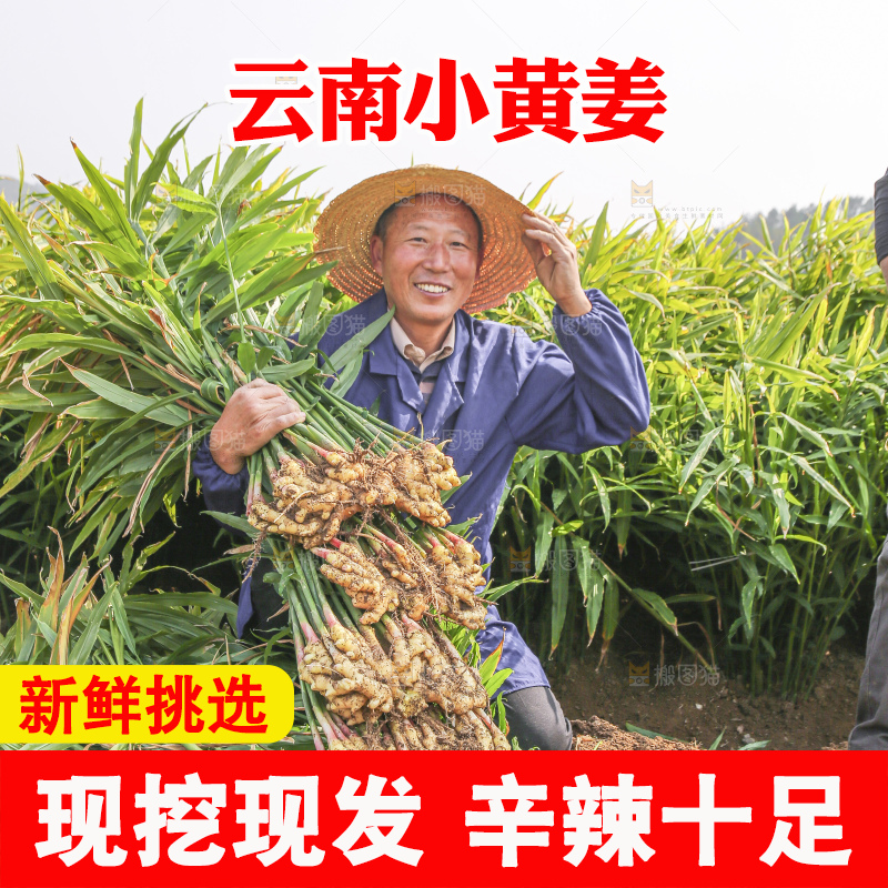 手里拿着新鲜小黄姜