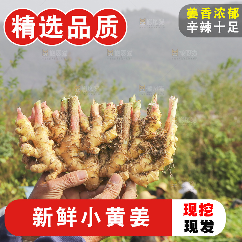 手里拿着新鲜小黄姜