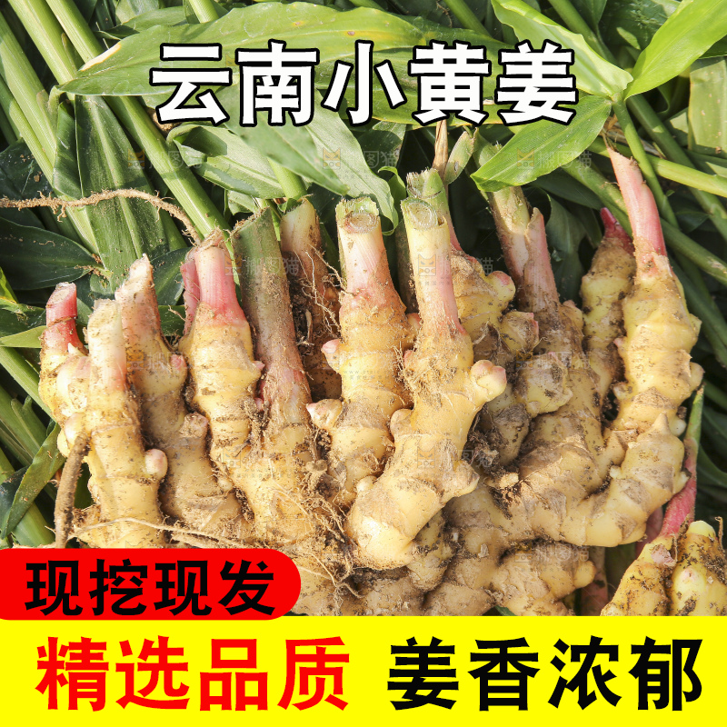 手里拿着新鲜小黄姜
