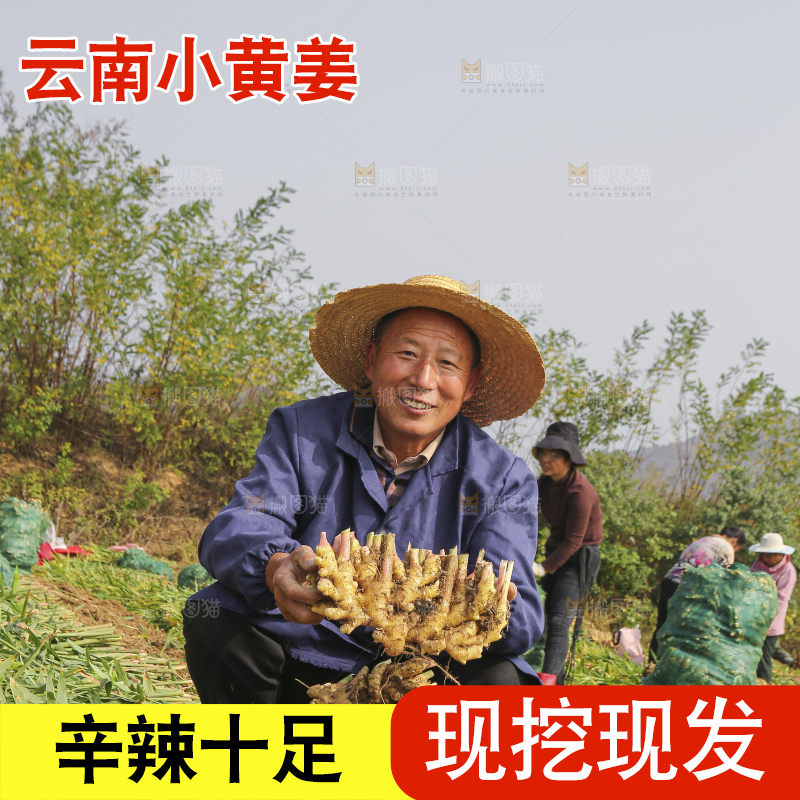 手里拿着新鲜小黄姜