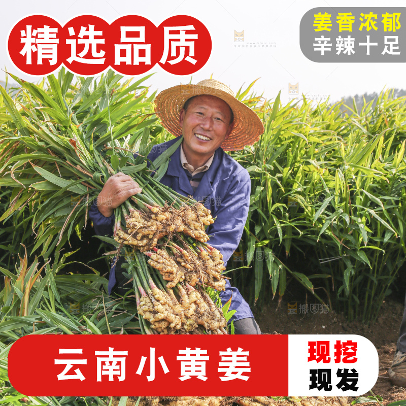 手里拿着新鲜小黄姜
