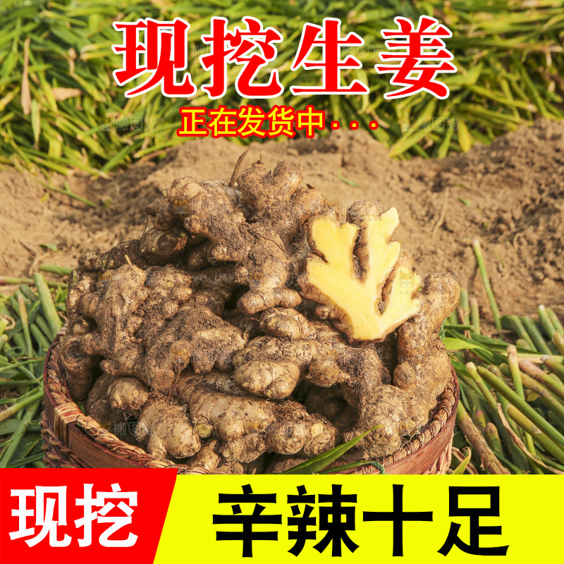 手里拿着新鲜生姜