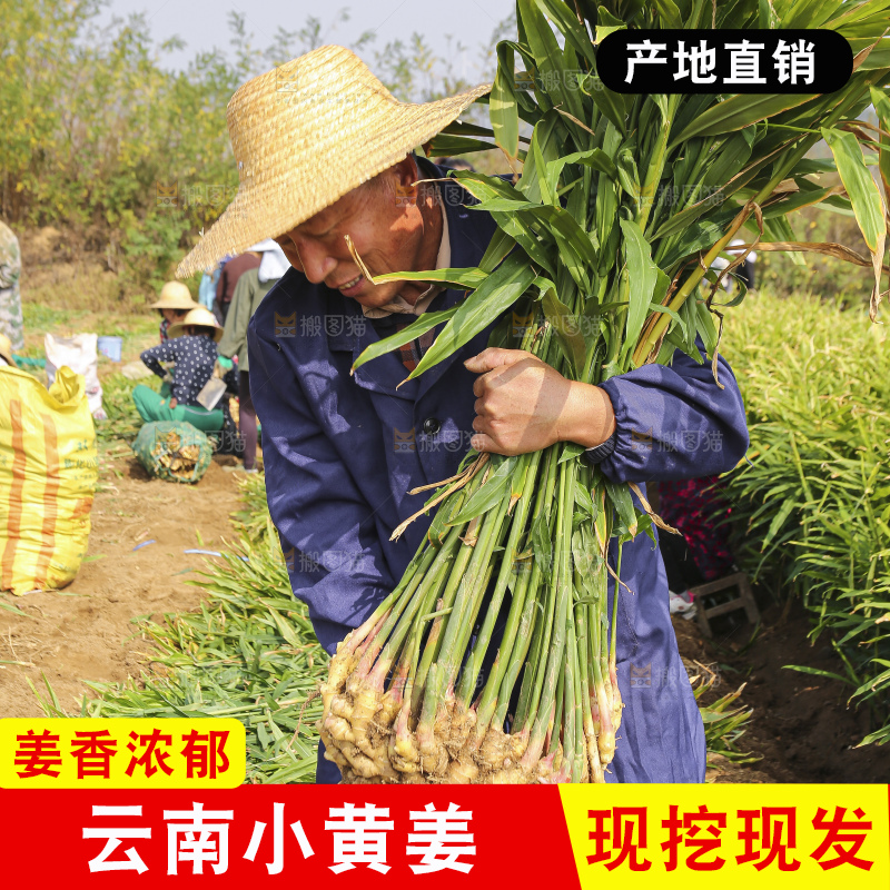 手里拿着新鲜小黄姜