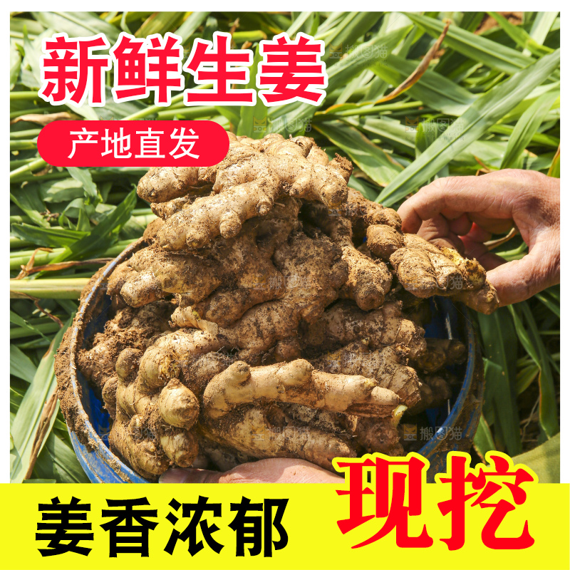 手里拿着新鲜生姜
