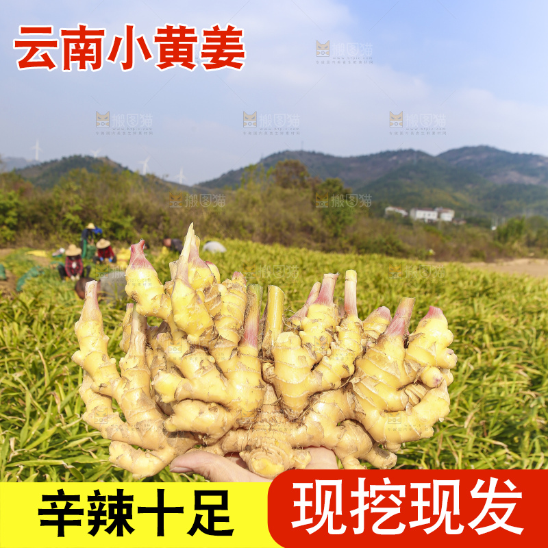 手里拿着新鲜小黄姜