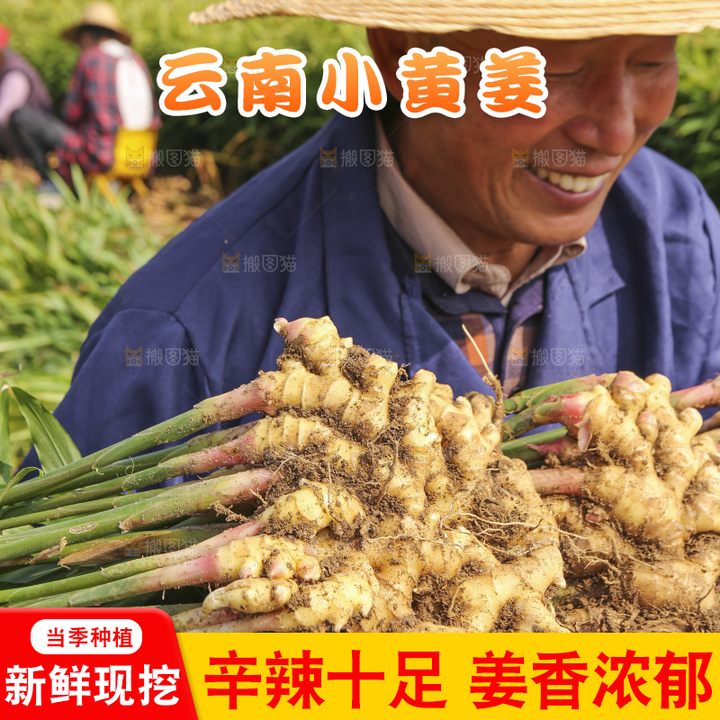 手里拿着新鲜小黄姜