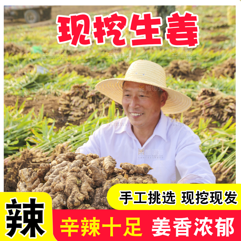手里拿着新鲜生姜