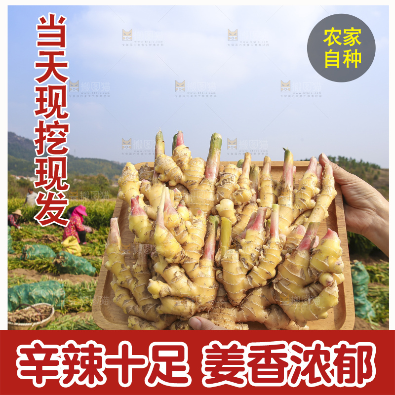 手里拿着新鲜小黄姜