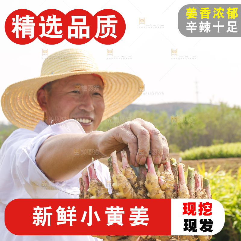 手里拿着新鲜小黄姜