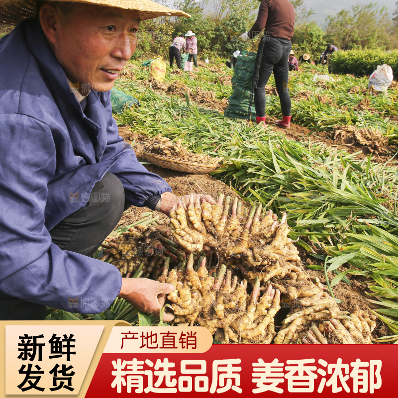 手里拿着新鲜小黄姜