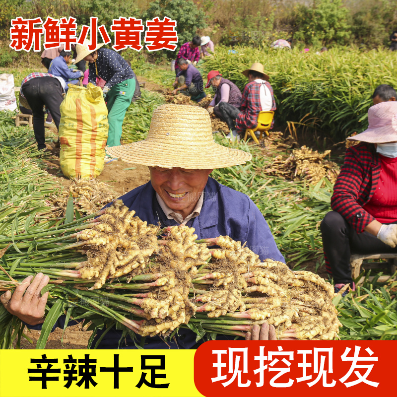 手里拿着新鲜小黄姜