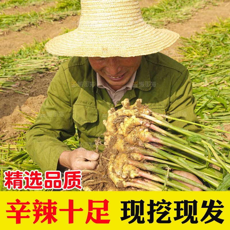 手里拿着新鲜小黄姜