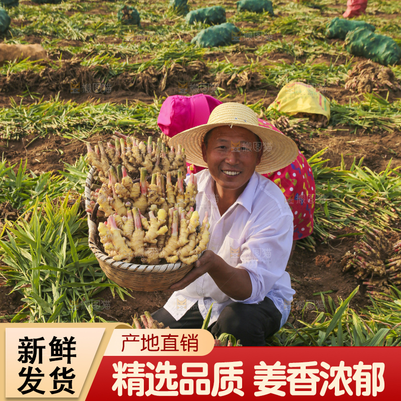 手里拿着新鲜小黄姜