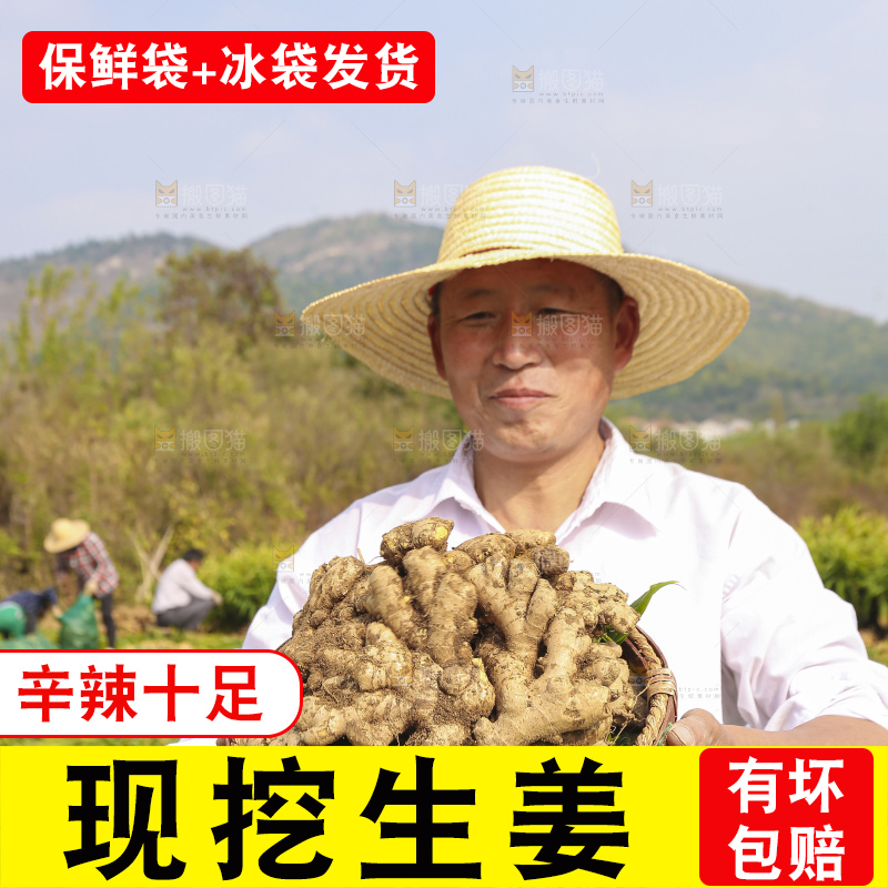 手里拿着新鲜生姜