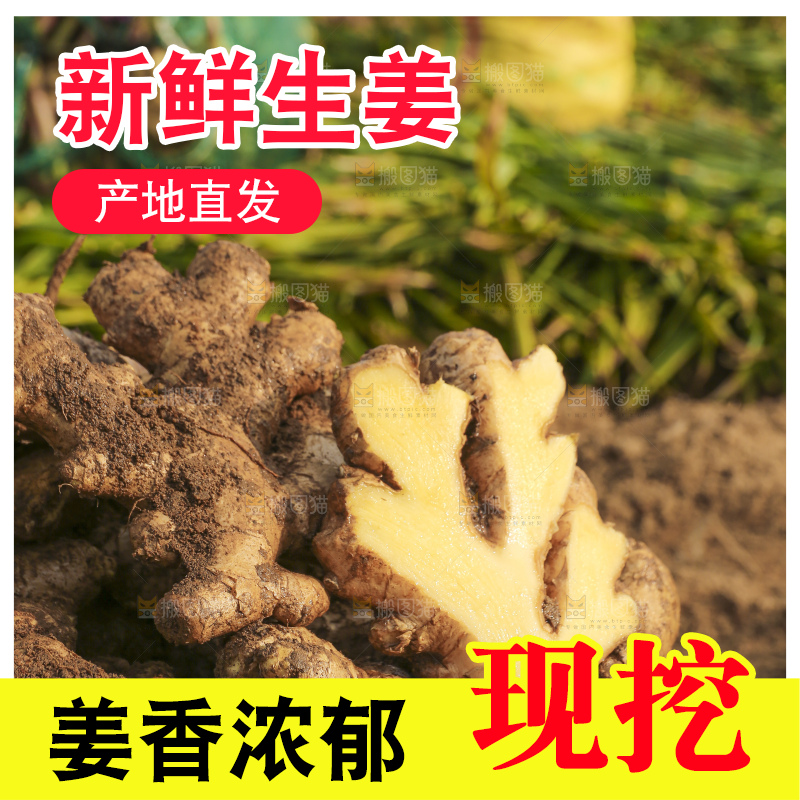 手里拿着新鲜生姜