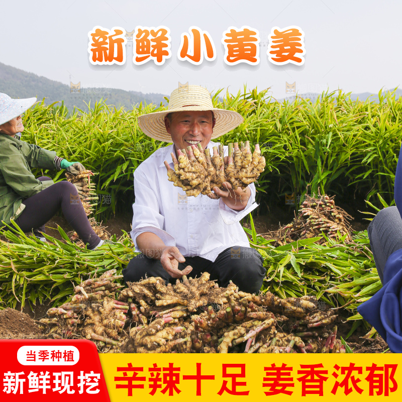 手里拿着新鲜小黄姜