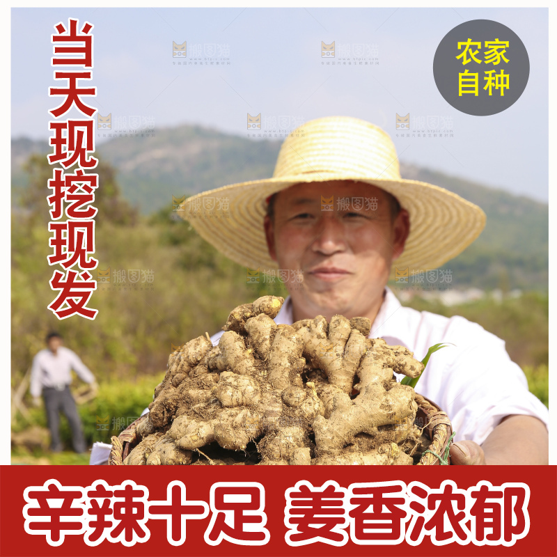 手里拿着新鲜生姜