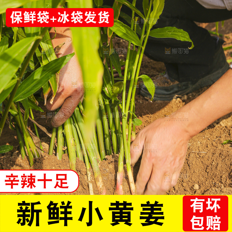 手里拿着新鲜小黄姜