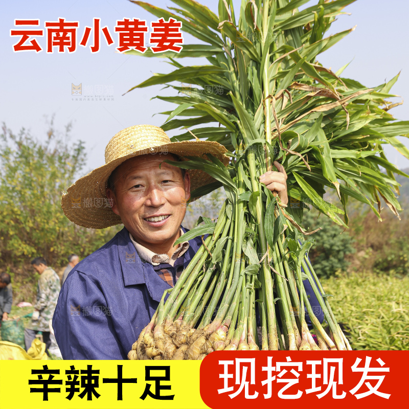 手里拿着新鲜小黄姜