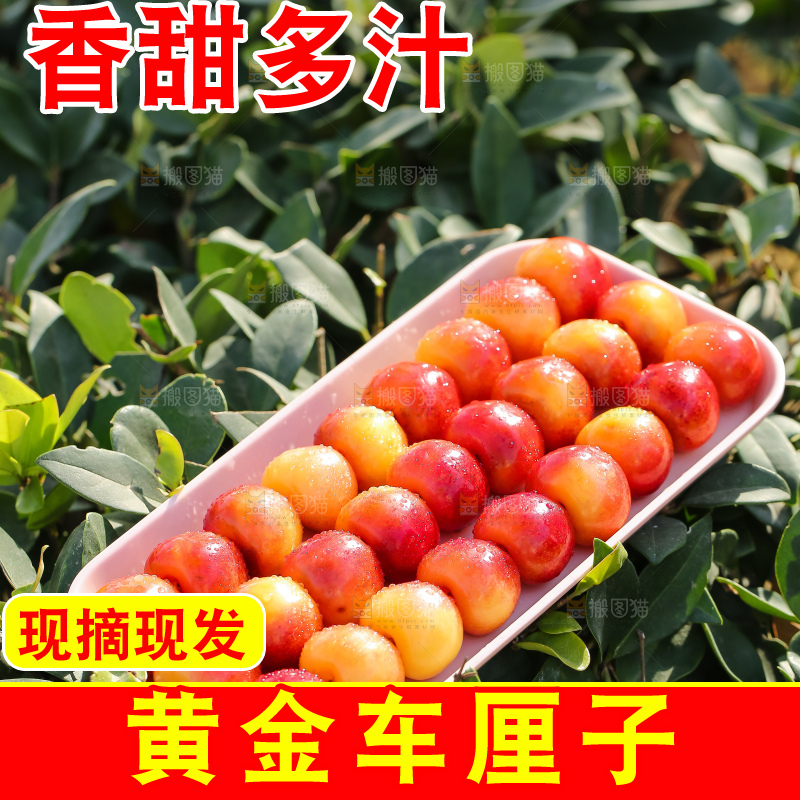 浅底上的黄金车厘子