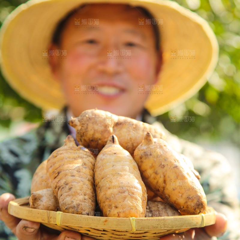 手里拿着新鲜天麻