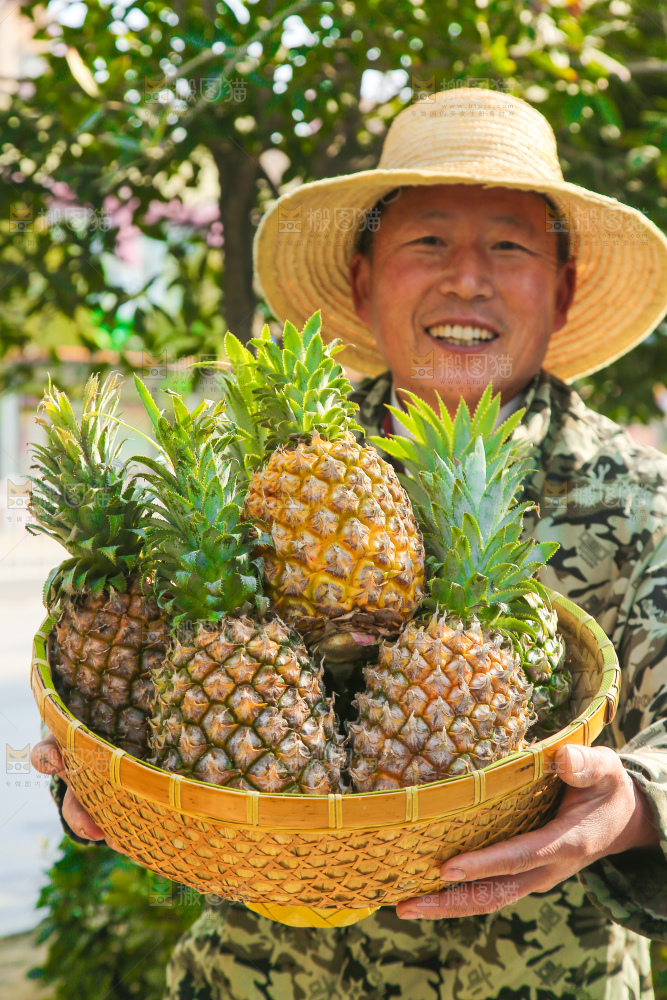 手里拿着徐闻菠萝