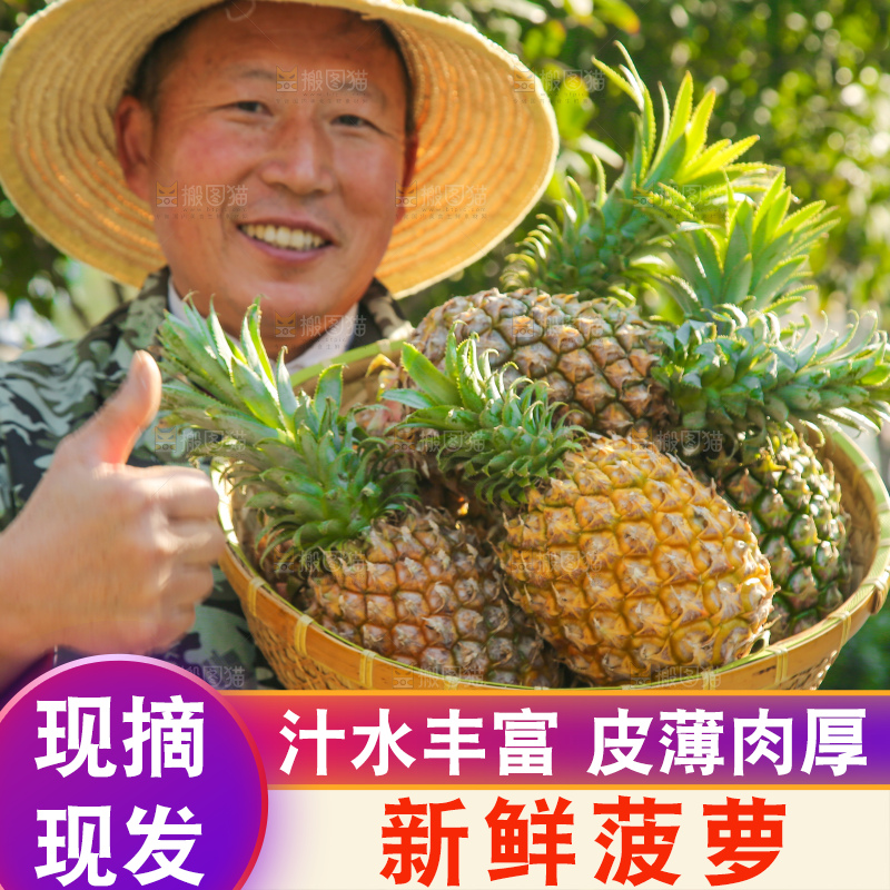 手里拿着徐闻菠萝