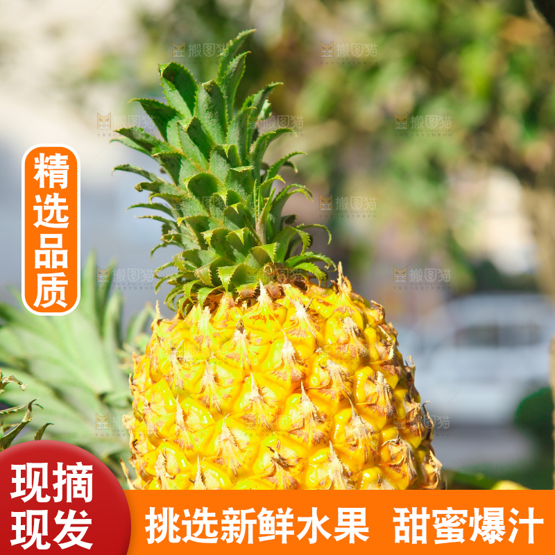 手里拿着徐闻菠萝