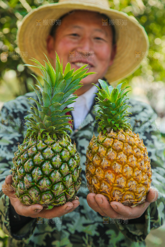 手里拿着徐闻菠萝