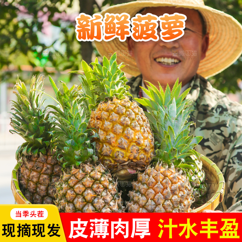 手里拿着徐闻菠萝