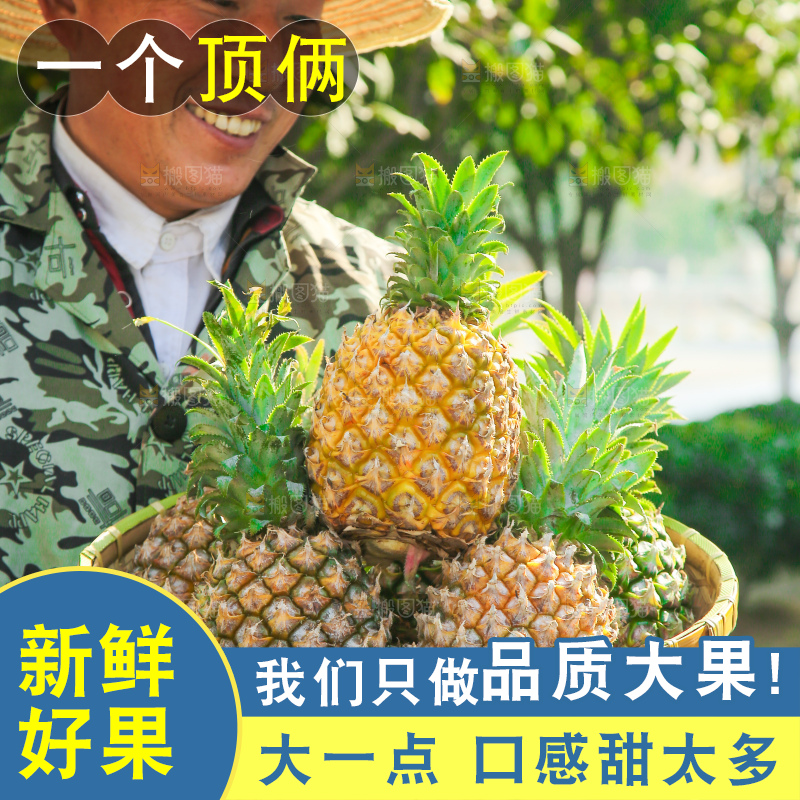 手里拿着徐闻菠萝