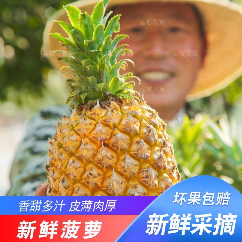 手里拿着徐闻菠萝