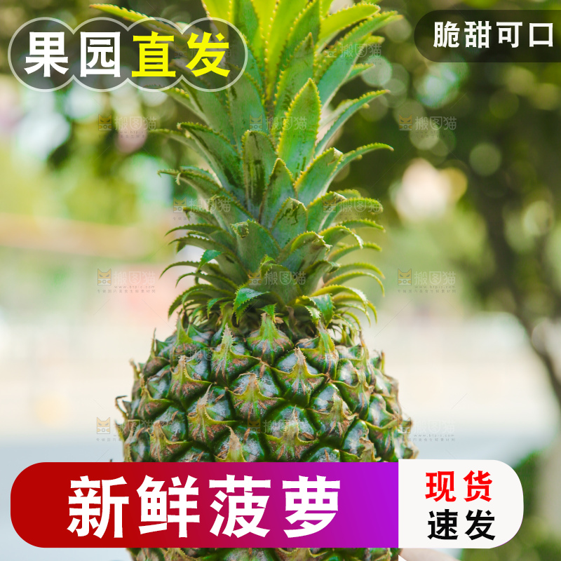 手里拿着徐闻菠萝