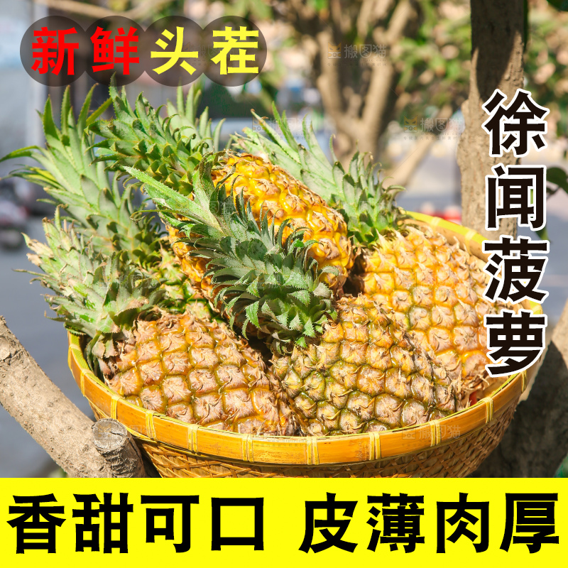 手里拿着徐闻菠萝