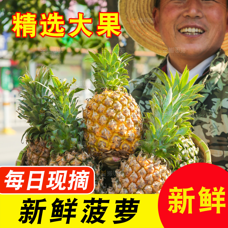 手里拿着徐闻菠萝