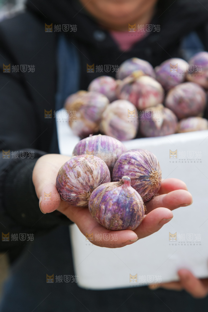 手里拿着紫皮独头蒜