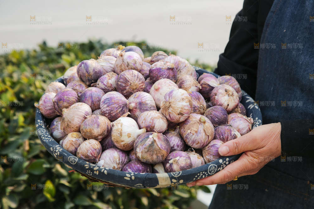 手里拿着紫皮独头蒜