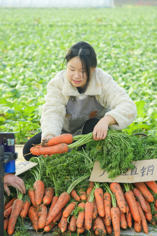 地里的现挖胡萝卜