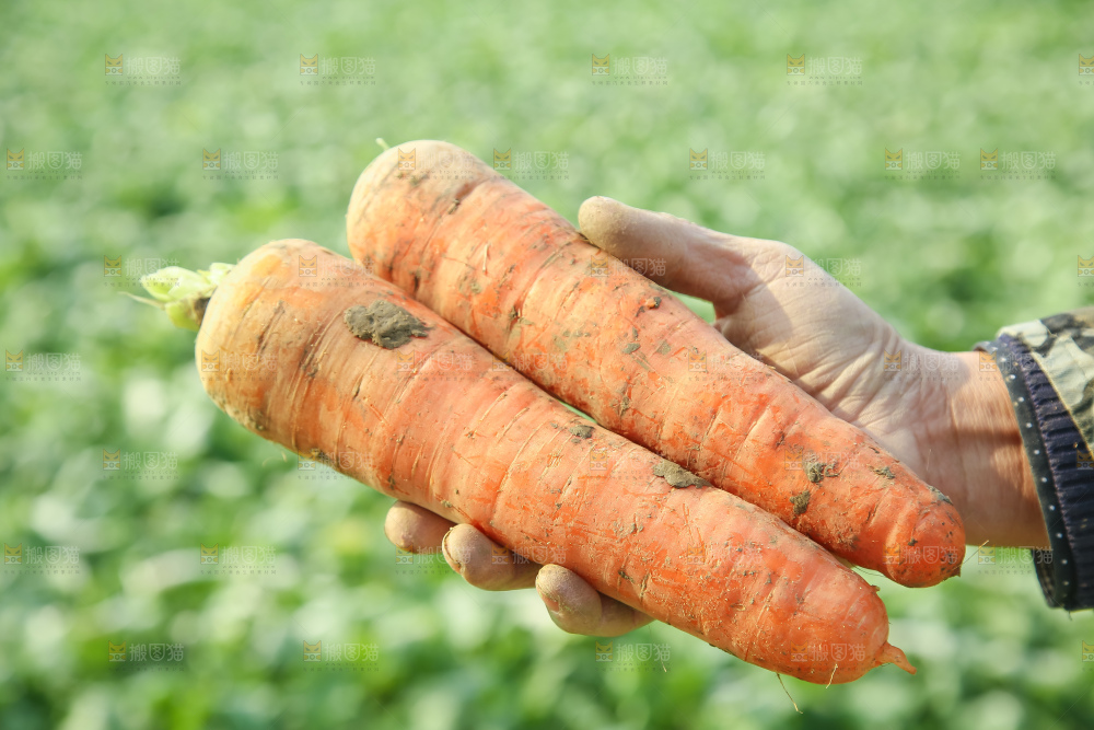 手里拿着胡萝卜