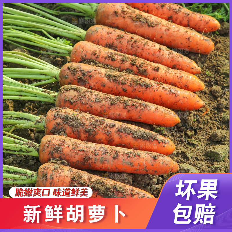 地里的现挖胡萝卜