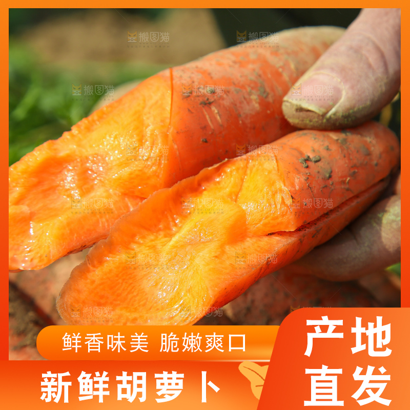 地里的现挖胡萝卜