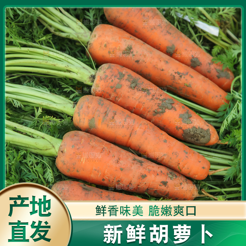 地里的现挖胡萝卜