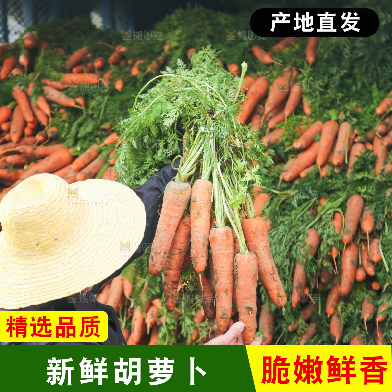 手里拿着胡萝卜