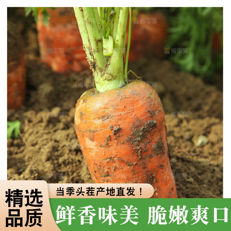 地里的现挖胡萝卜