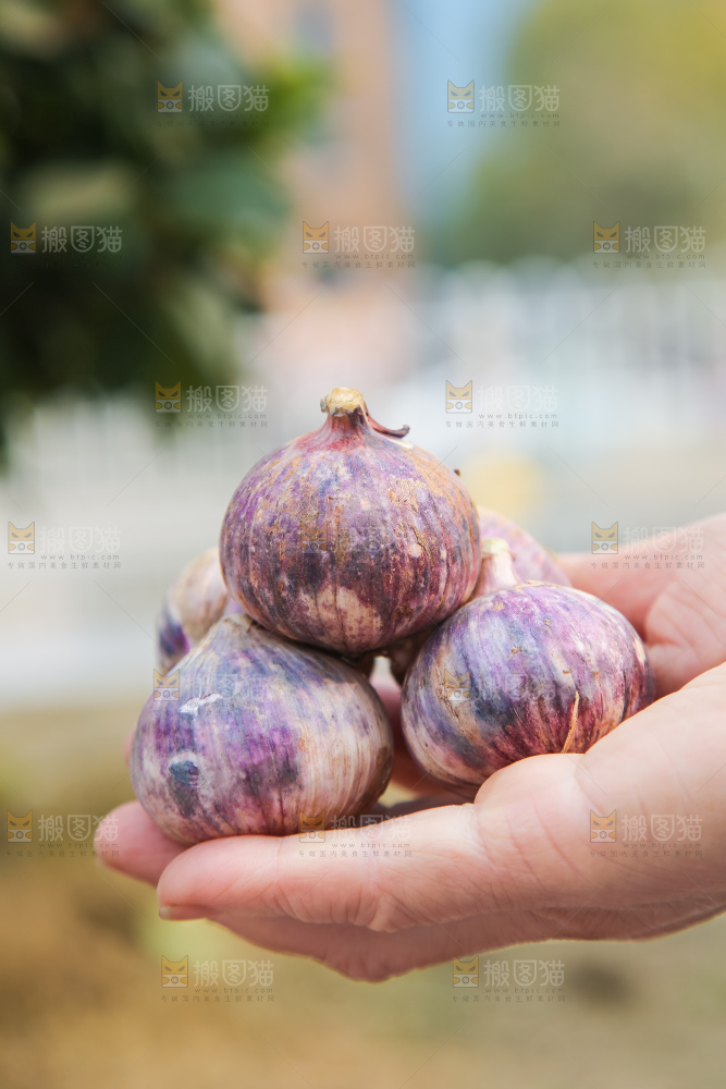 手里拿着紫皮独头蒜
