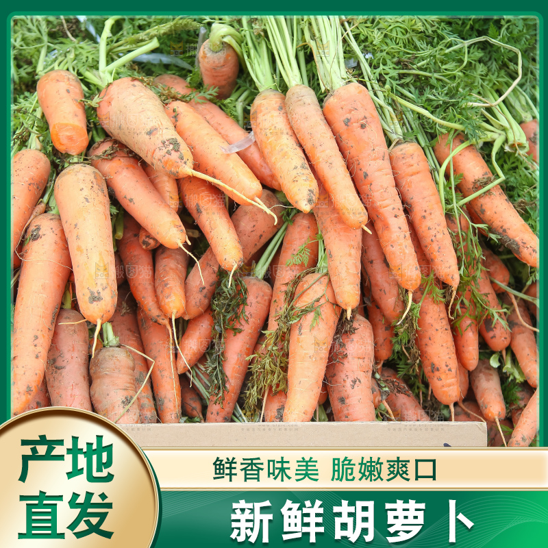 地里的现挖胡萝卜
