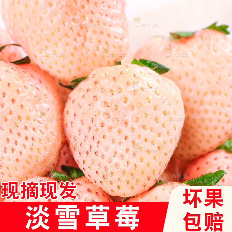 浅底上的淡雪草莓
