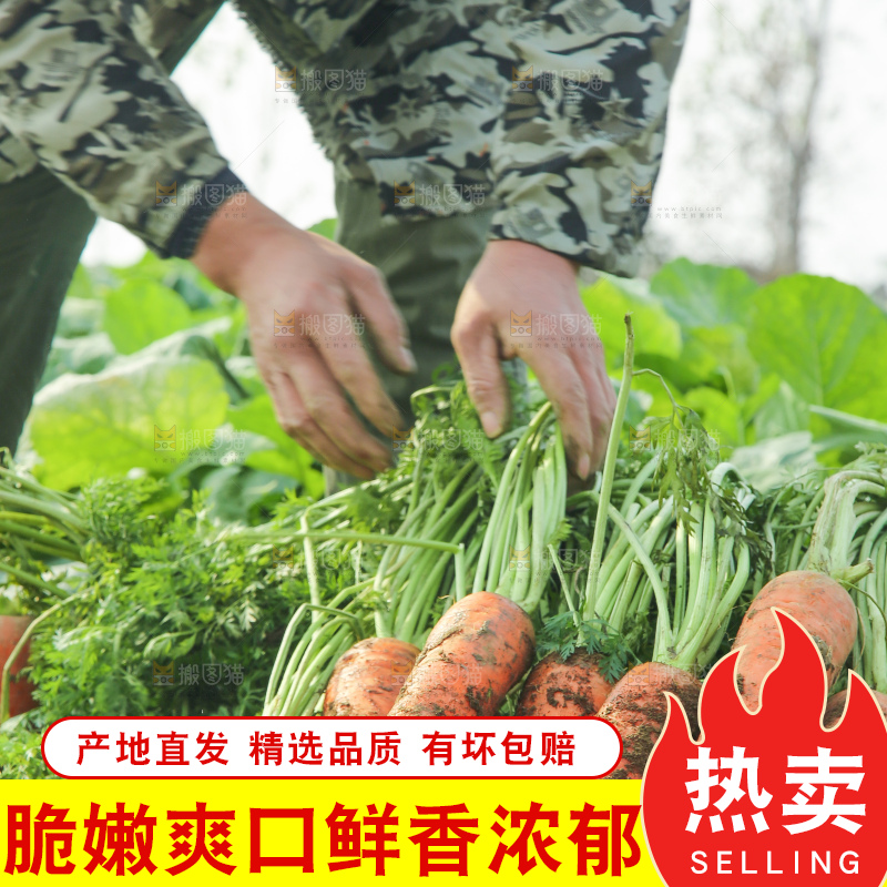 地里的现挖胡萝卜