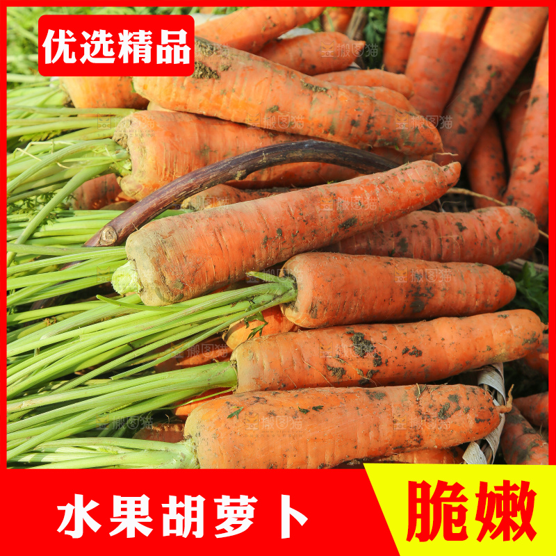 地里的现挖胡萝卜